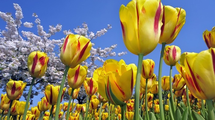 тюльпаны цветущее и (600x400, 105Kb)