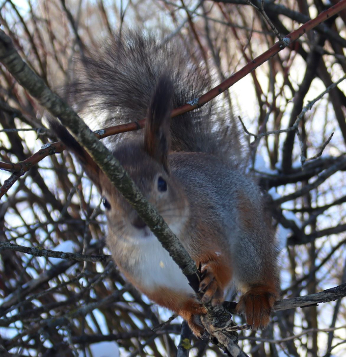 IMG_8367 (2) (679x700, 519Kb)