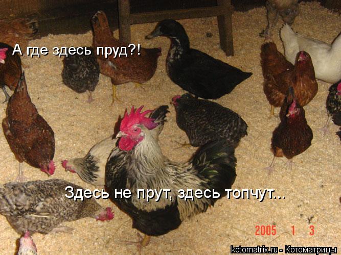 4743317_9P (667x500, 70Kb)