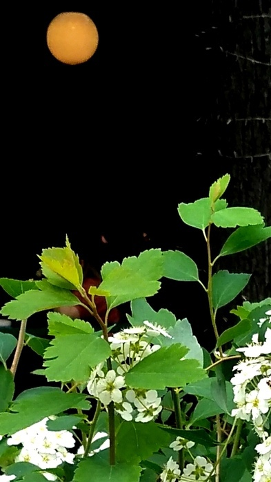 _2023-03-12_172651416 (393x699, 295Kb)