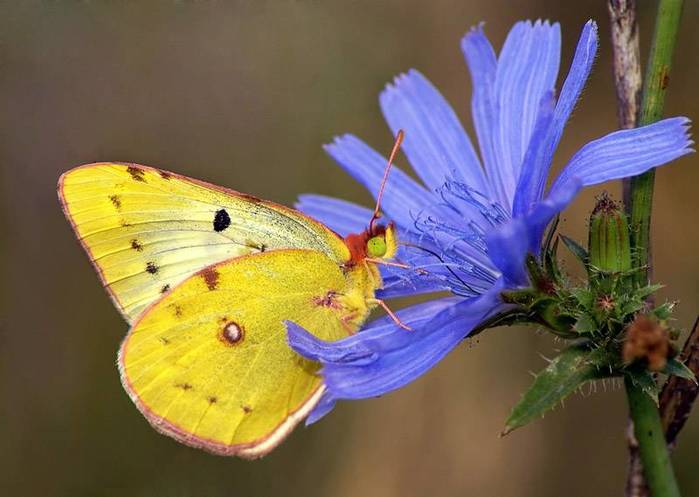 Бабочка желтушка (182 фото)