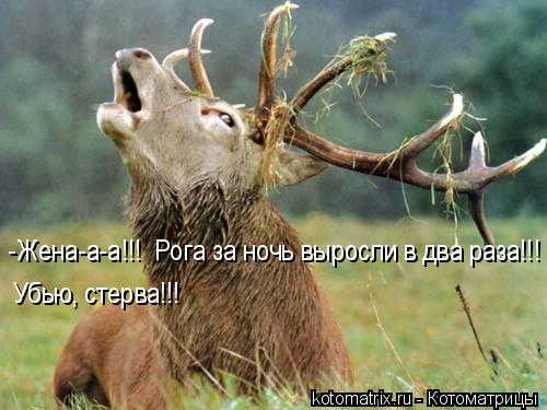 4743317_4b (500x375, 35Kb)