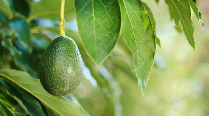 avocado fruits (700x389, 244Kb)