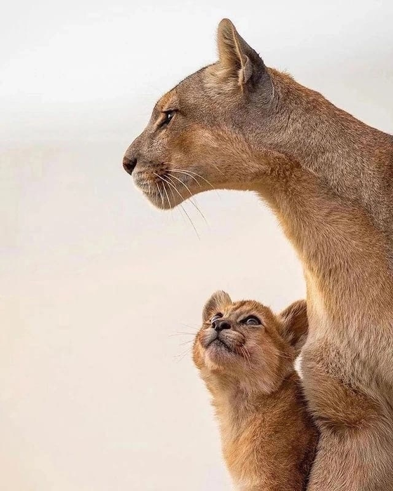 _2023-03-25_133947100 (560x700, 430Kb)