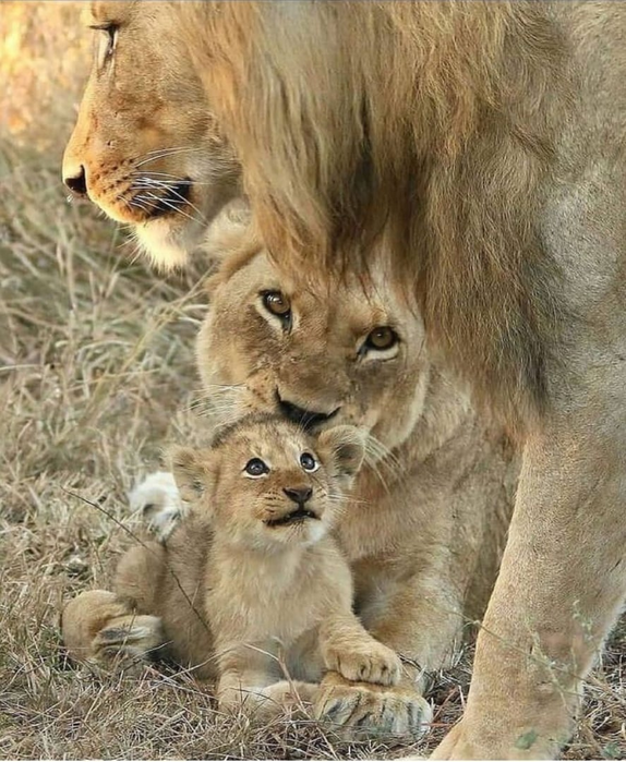 _2023-03-25_135936878 (574x700, 740Kb)