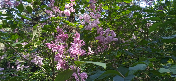 1656667204093 (700x322, 372Kb)