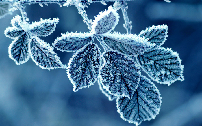 rabstol_net_winter_21 (700x437, 144Kb)