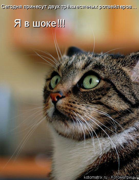 4743317_ml (542x700, 69Kb)