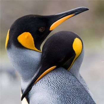 Penguins (350x350, 20Kb)