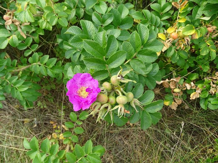 DSC00003 (700x525, 595Kb)