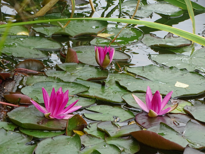 DSC00018 (700x525, 483Kb)
