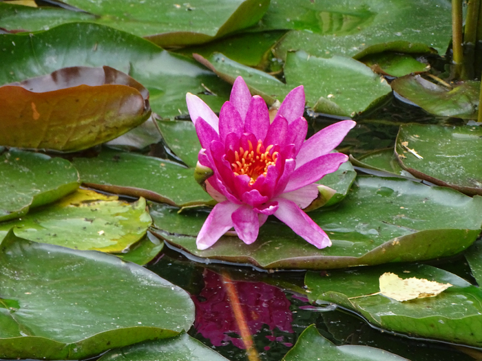 DSC00021 (700x525, 455Kb)