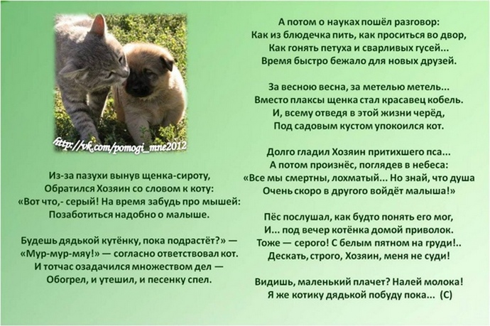 3109898_Kot_i_pes (690x459, 135Kb)