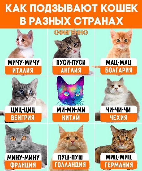3109898_kota_zvat (459x550, 63Kb)