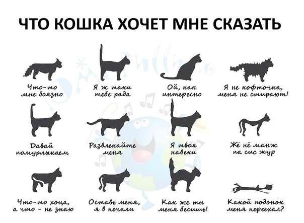 3109898_yazik_koshek (604x443, 72Kb)