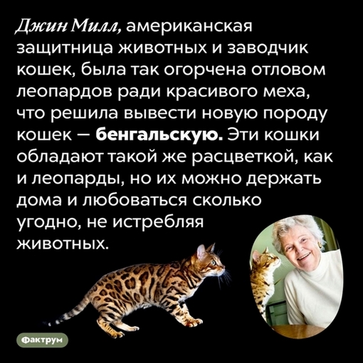 3109898_kosh_bengal (510x510, 132Kb)
