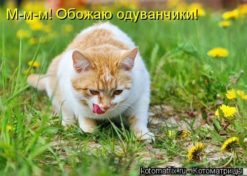 4743317_Bu (500x357, 42Kb)
