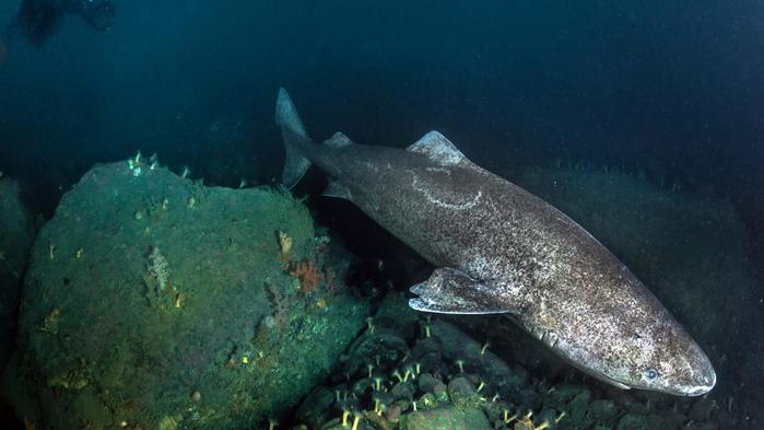 4709286_greenland_shark (700x393, 35Kb)