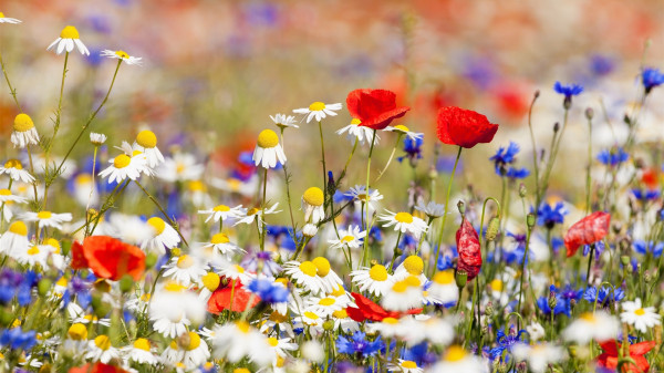 Flowers-field-white-chamomile-red-and-blue-flowers_1920x1080 (600x337, 96Kb)
