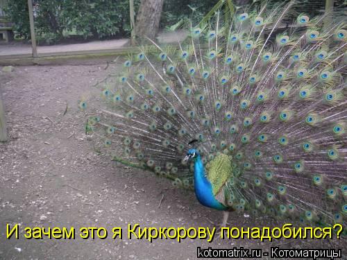 4743317_xA (500x375, 49Kb)