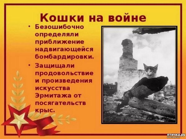 3109898_kosh_vov (600x450, 54Kb)
