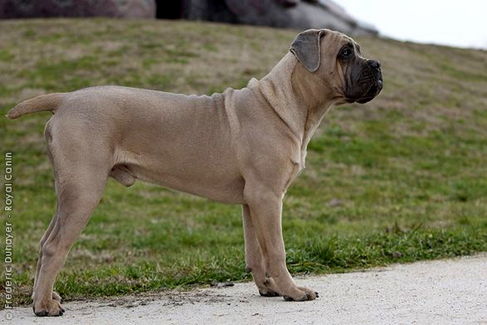 528c215cdfce8fcfc36f703bb0f8c615--cane-corso-formentino-cane-corso-mastiff (700x467, 304Kb)