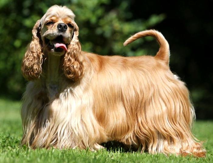 American-Cocker-Spaniel-Photo (700x534, 360Kb)