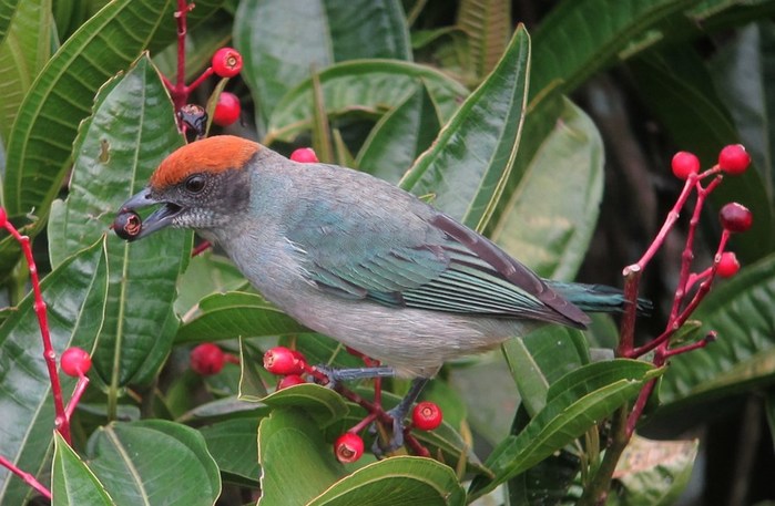 Tangara_vitriolina_Tángara_rastrojera_Scrub_Tanager_(15081016754) (700x457, 83Kb)