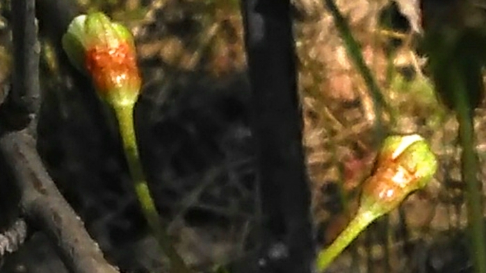 0023 (700x393, 151Kb)