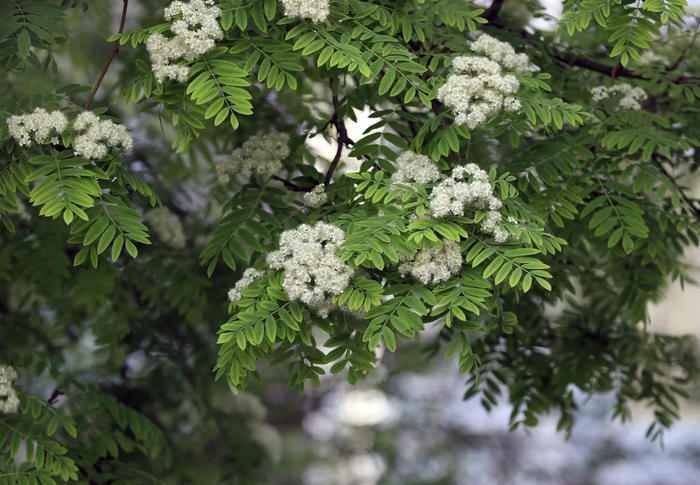 _2023-05-06_090916046 (700x485, 593Kb)