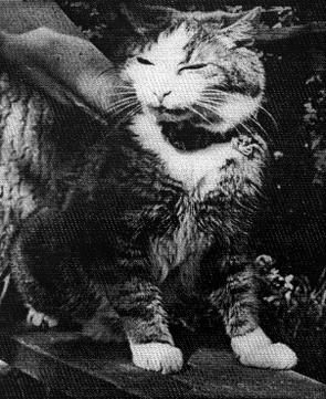 3109898_Kot_Maks19371957_gg_ (295x361, 58Kb)