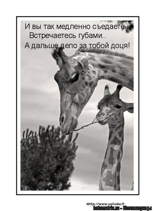 4743317_3J (511x700, 41Kb)
