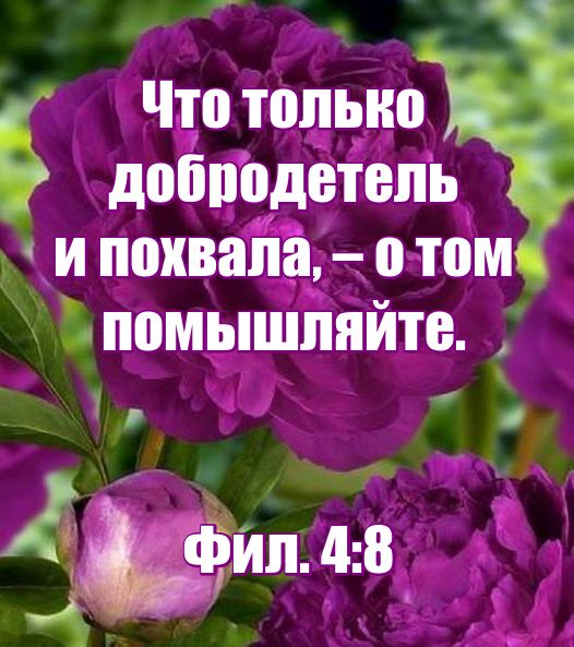 1GhxzdXGqx26 (526x593, 63Kb)