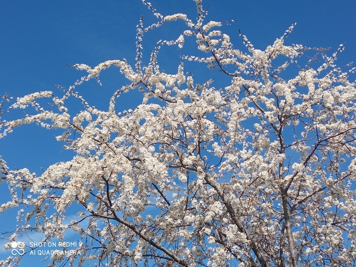 IMG_20230510_112032 (700x525, 228Kb)