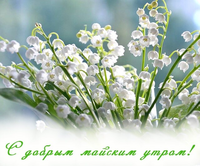 4743317_image20220524_09_34_44 (640x530, 94Kb)