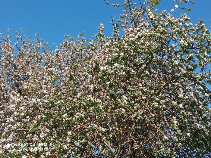 IMG_20230518_145504 (700x525, 261Kb)