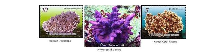 Coral-Acropora-granulosa- (700x178, 44Kb)