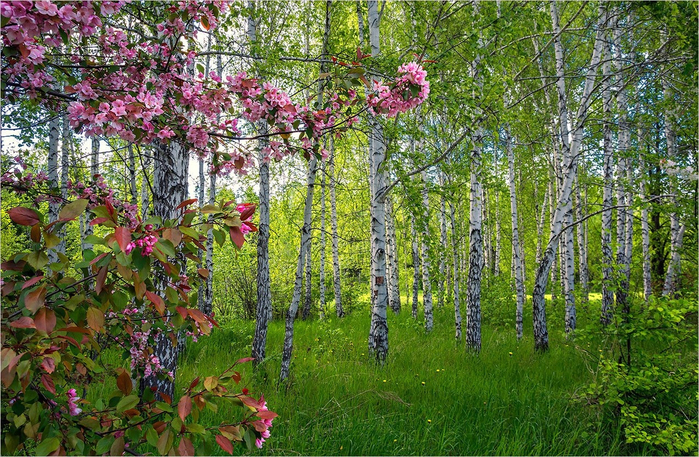berezovii-les-vesnoi- (700x457, 585Kb)
