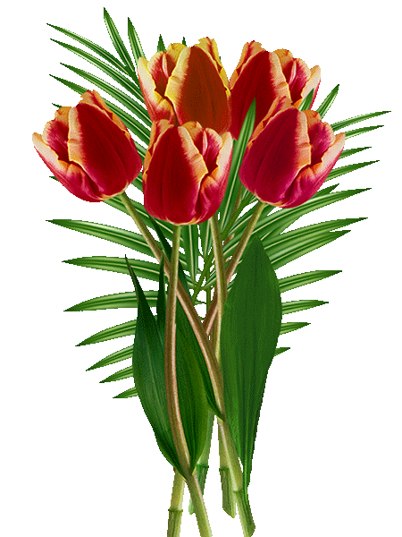 Тюльпаны (450x600, 2982Kb)
