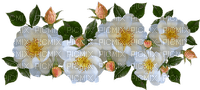цветы розы бел малые (200x90, 12Kb)