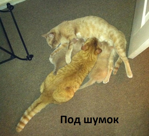 4743317_images_9731 (604x551, 116Kb)