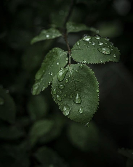 _2023-06-25_140602209 (558x700, 279Kb)
