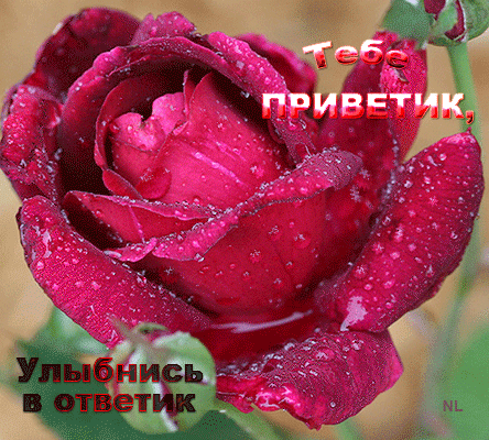 157328077_533853102 (444x400, 341Kb)