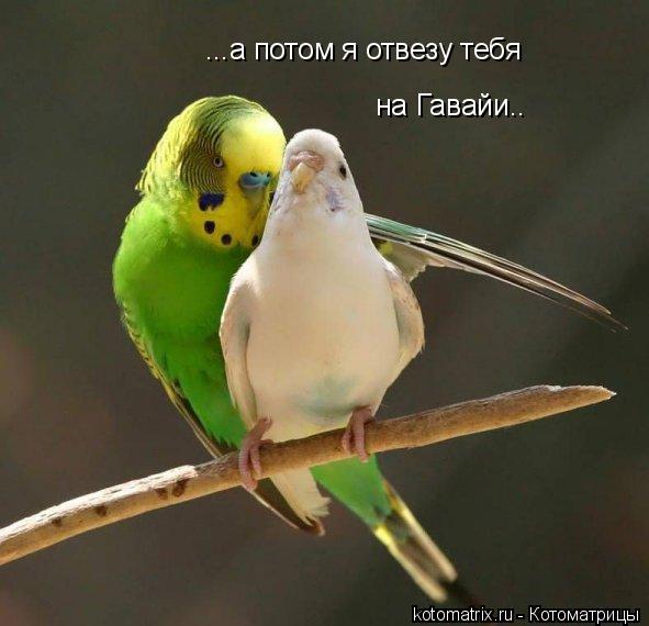 4743317_eo (591x570, 37Kb)