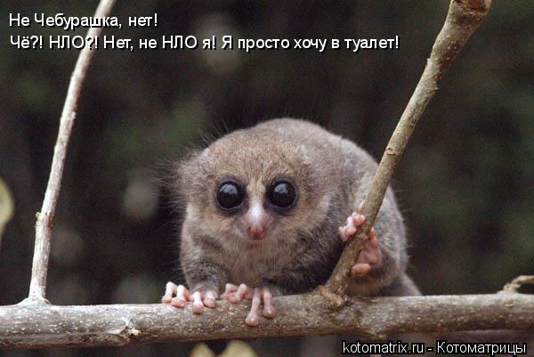 4743317_LV (600x401, 40Kb)