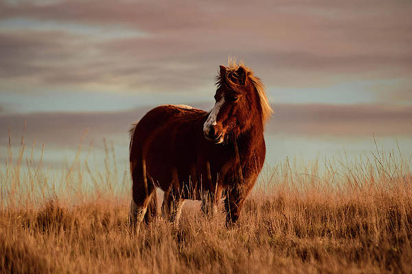 dartmoor-pony-myles-pinkney (600x400, 130Kb)