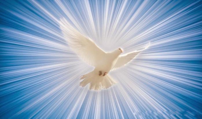 5152557_real_dove_from_heaven_light_dove_holy_ghost (700x413, 39Kb)