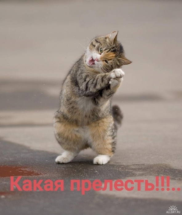 4743317_db0877f4 (591x700, 191Kb)