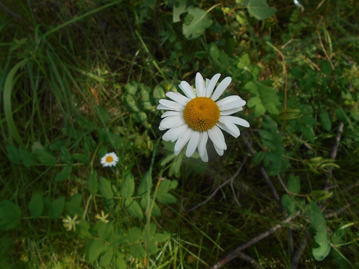4533467_DSCN4553 (700x524, 112Kb)