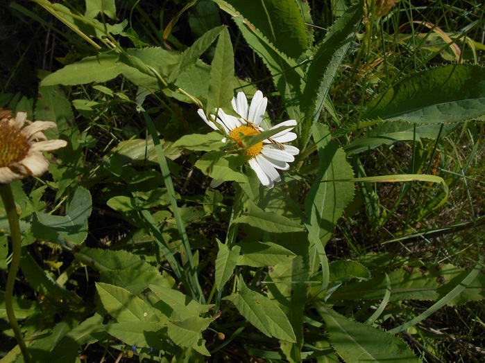 4533467_DSCN4567 (700x524, 161Kb)